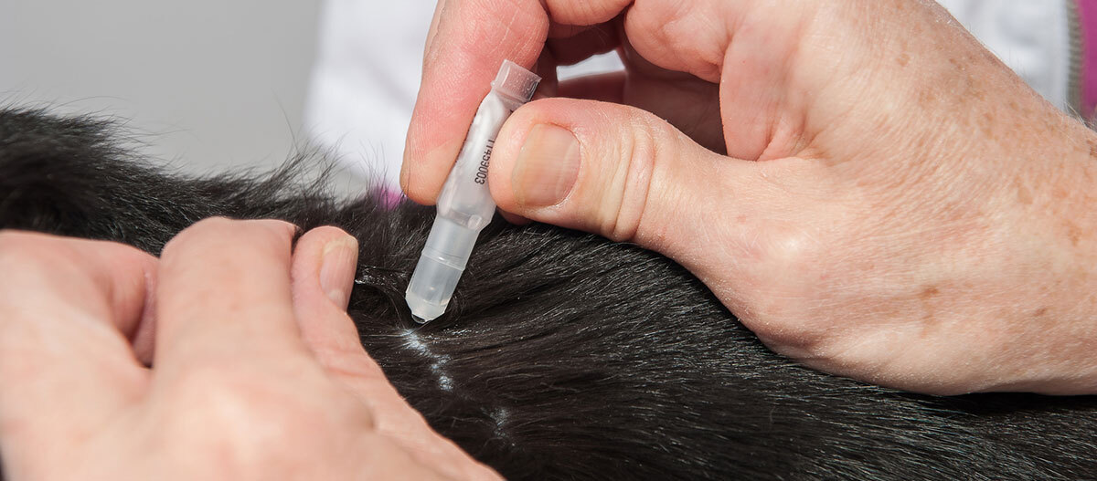 Nahaufnahme einer Person, die einen Mikrochip unter die Haut eines schwarzen Haustiers implantiert, um die Identifikation und Nachverfolgung zu ermöglichen.