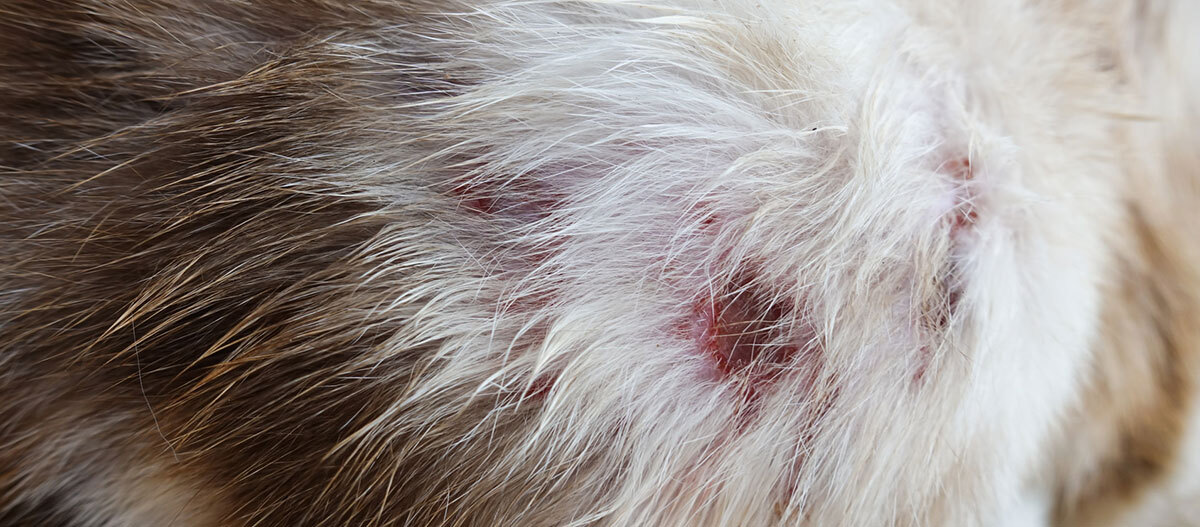 Ratgeber Katze Gesundheit Wunde Nahaufnahme von entzündeter Haut und gereiztem Fell bei einem Haustier mit roten Wunden und Hautirritationen