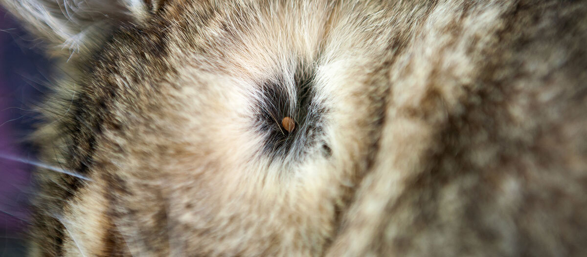 Nahaufnahme einer Zecke im Fell.