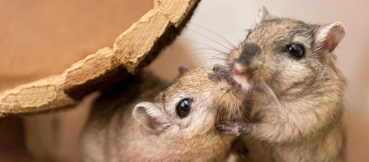 Zwei niedliche Rennmäuse zeigen Zuneigung in ihrem natürlichen Lebensraum, Nahaufnahme von kleinen Nagetieren mit braunem Fell.