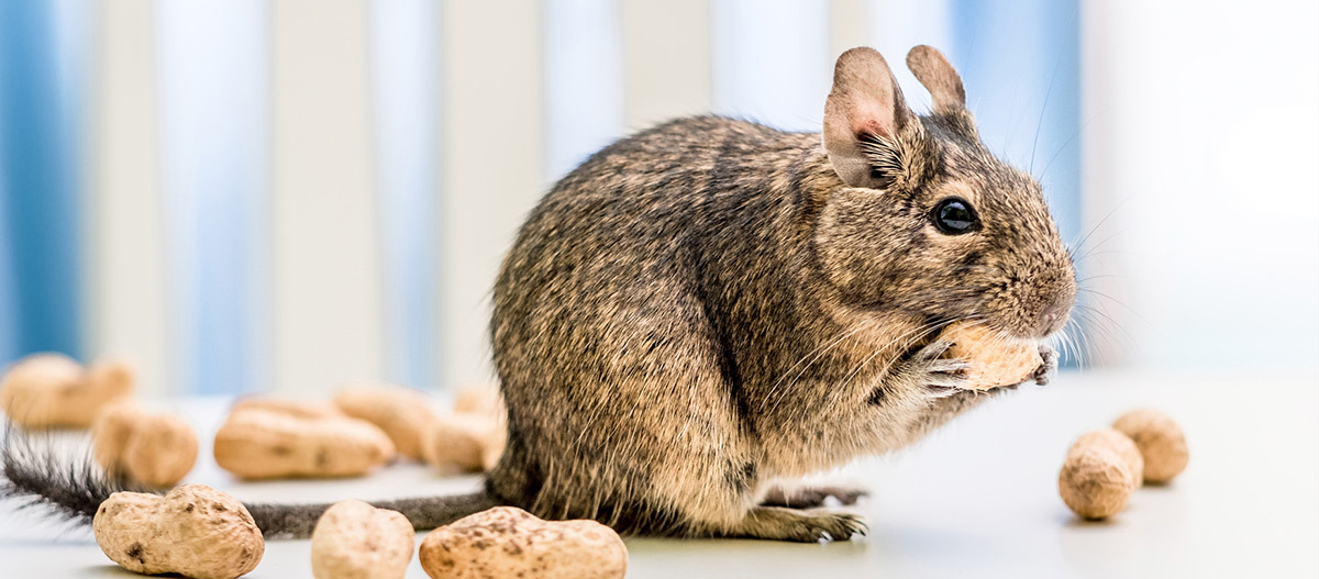 Ratgeber_Kleintiere_Degu_Erdnuesse_1200x527 Nahaufnahme eines Degus, der eine Erdnuss hält und frisst, umgeben von ungeschälten Erdnüssen auf einem weißen Tisch.