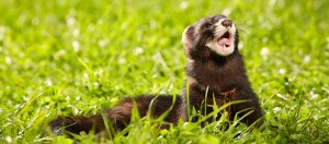 Schwarzes Frettchen mit offenem Maul sitzt auf grünem Gras im Freien an einem sonnigen Tag