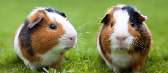 Zwei Meerschweinchen mit braun-weiß-schwarzem Fell sitzen auf grünem Gras im Freien