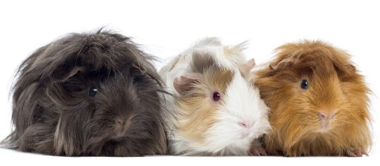 Drei langhaarige Meerschweinchen in verschiedenen Farben – schwarz, weiß-braun und rotbraun – sitzen nebeneinander vor weißem Hintergrund.