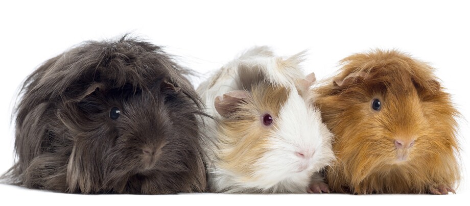 Ratgeber_Meerschweinchen_3_Freisteller_1200x527 Eine Aufnahme von drei Meerschweinchen.