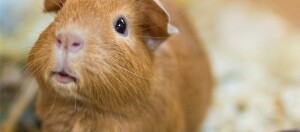 Nahaufnahme eines braunen Meerschweinchens mit glänzenden schwarzen Augen und rosa Nase