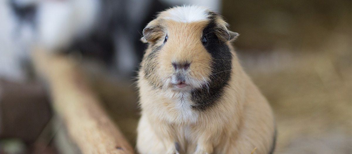 Ratgeber_Meerschweinchen_Glatthaar_1200x527 Ein Glatthaar Meerschweinchen.