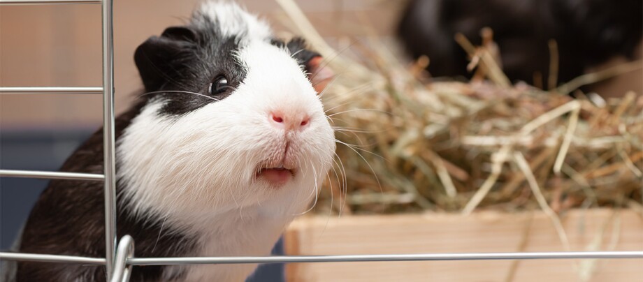 Ratgeber_Meerschweinchen_Kaefig_Heu_1200x527 Ein Nahaufnahme eines Meerschweinchen.