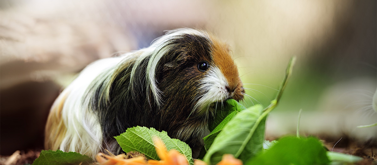 Ratgeber_Meerschweinchen_Langhaar_1200x527 Ein Langhaar Meerschweinchen beim fressen.
