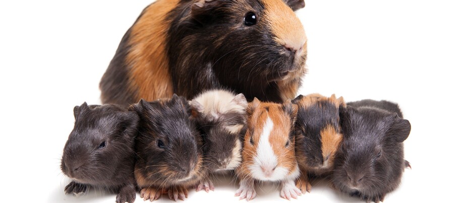 Ratgeber_Meerschweinchen_Nachwuchs_1200x527 Ein Meerschweinchen und sein Nachwuchs.