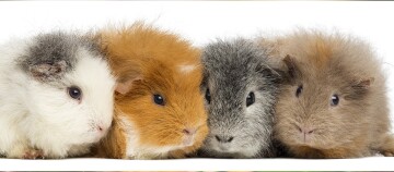 Vier Meerschweinchen in verschiedenen Fellfarben nebeneinander auf weißem Hintergrund