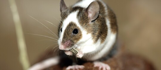 Eine Maus frisst etwas.