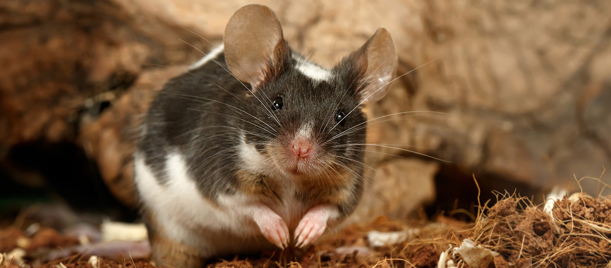 Ratgeber_Mäuse_schwarzbraun_1200x527 Maus sitzt und schaut in die Kamera