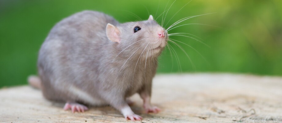 Ratgeber_Ratten_draußen_1200x527 Eine grau Ratte sitzt draußen auf ein Stück Holz.