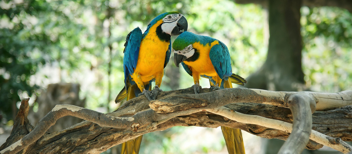 Zwei Papageien sitzen auf einem Ast Zwei bunte Blau-Gelb-Aras sitzen auf einem Ast in einem natürlichen grünen Umfeld.