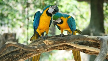 Zwei Papageien sitzen auf einem Ast.