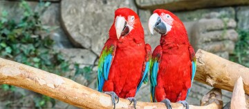 Zwei leuchtend rote Aras mit blauen und grünen Flügeln sitzen auf einem Ast vor natürlichem Hintergrund.