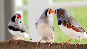 Drei Zebrafinken sitzen auf einem Ast, zwei berühren sich mit den Schnäbeln, natürliche Vogelbeobachtung