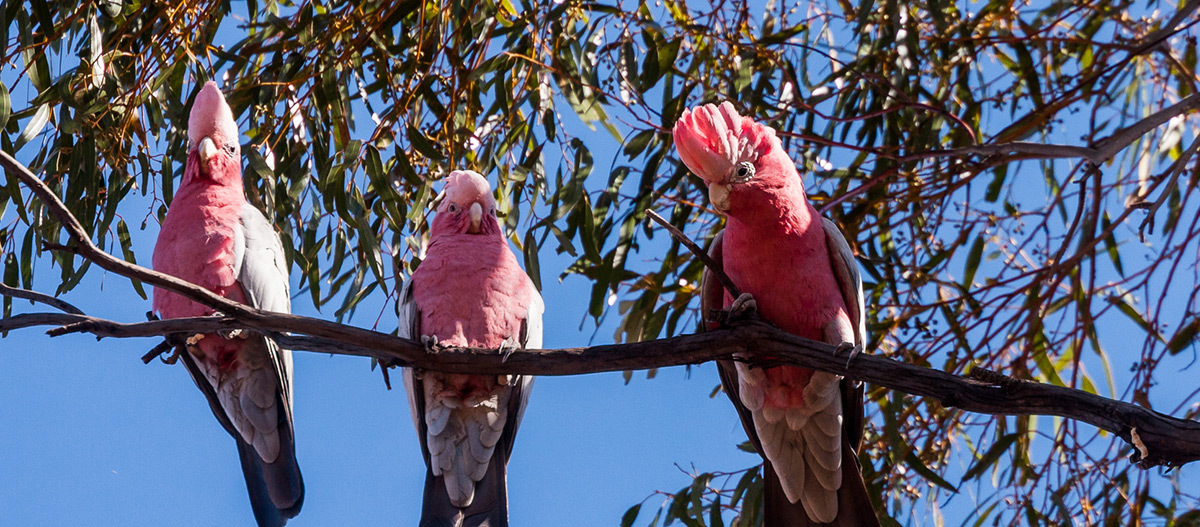 Drei Kakadus sitzen auf einem Ast Drei bunte rosa-graue Galah-Kakadus sitzen auf einem Ast vor blauem Himmel und grünen Blättern.