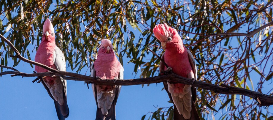 Drei bunte rosa-graue Galah-Kakadus sitzen auf einem Ast vor blauem Himmel und grünen Blättern.
