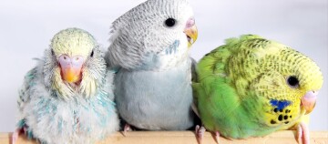 Drei bunte Wellensittiche in Nahaufnahme auf einem Holzstab, mit gelb-türkis, blau-weiß und grün-gelben Gefiedern.