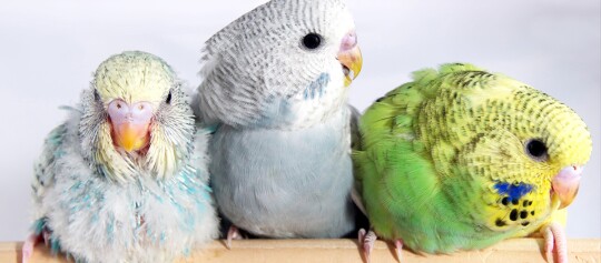 Drei bunte Wellensittiche in Nahaufnahme auf einem Holzstab, mit gelb-türkis, blau-weiß und grün-gelben Gefiedern.