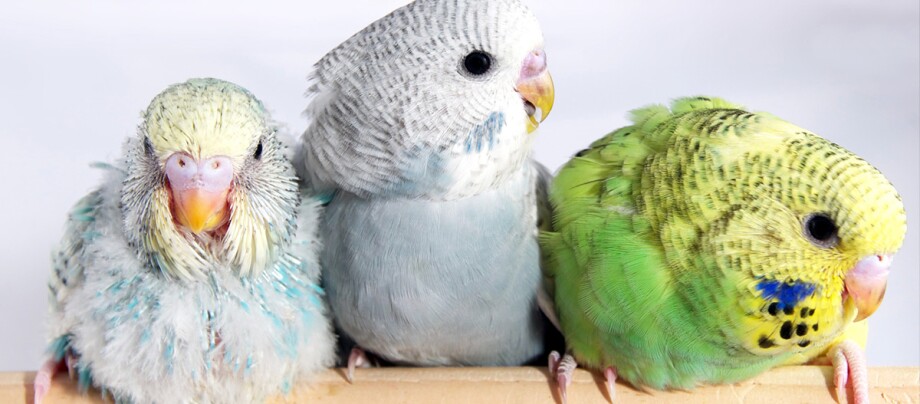 Drei bunte Wellensittiche in Nahaufnahme auf einem Holzstab, mit gelb-türkis, blau-weiß und grün-gelben Gefiedern.