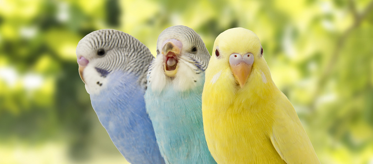 Drei Wellensittiche sitzen hintereinander Drei farbenfrohe Wellensittiche in Blau, Hellblau und Gelb sitzen nebeneinander vor einem verschwommenen grünen Hintergrund.
