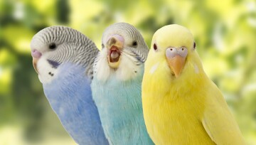 Ratgeber_Voegel_3_Wellensittiche_vor_gruen_1200x527 Drei Wellensittiche.