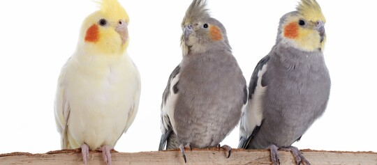 Drei Nymphensittiche auf einem Ast, gelber und grauer Vogel mit orangen Wangenflecken