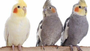 Drei Vögel auf einem Ast.