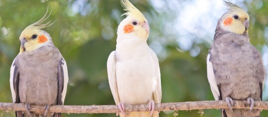 Drei Papageien sitzen auf einem Ast.