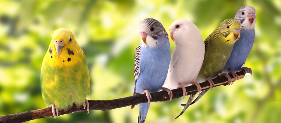 Ratgeber_Voegel_5_Wellensittiche_auf_Ast_1200x527 Fünf Wellensittiche sitzen auf einem Ast draußen.