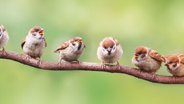 Spatzen sitzen auf einem Ast.