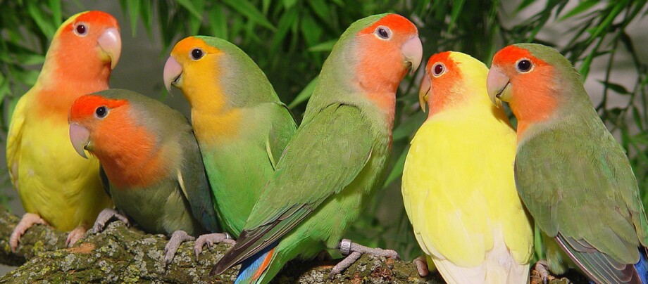 Sechs farbenfrohe Agaporniden sitzen eng beieinander auf einem Ast vor grünem Hintergrund.