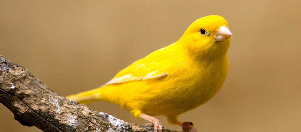 Ein Kanarienvogel sitzt auf einem Ast Nahaufnahme eines leuchtend gelben Kanarienvogels, der auf einem Baumzweig sitzt, mit weichem beigem Hintergrund.