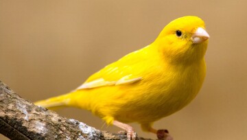 Nahaufnahme eines leuchtend gelben Kanarienvogels, der auf einem Baumzweig sitzt, mit weichem beigem Hintergrund.