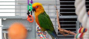 Bunter Sonnenvogel (Sun Conure) sitzt auf einem bunten Seil im Vogelkäfig mit Spielzeug und Futternapf