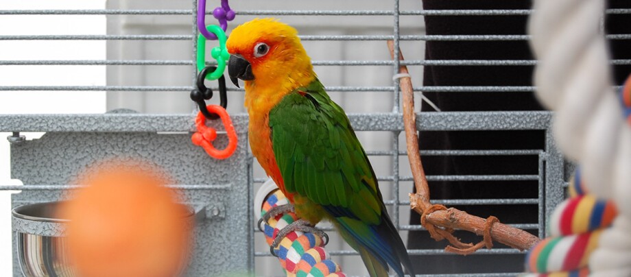 Bunter Papagei sitzt im Käfig auf einer Kordel Bunter Sonnenvogel (Sun Conure) sitzt auf einem bunten Seil im Vogelkäfig mit Spielzeug und Futternapf