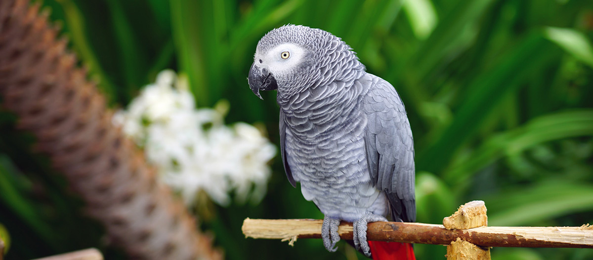 Ein Papagei sitzt auf einem Stock Afrikanischer Graupapagei mit grauem Gefieder und rotem Schwanz auf einem Ast vor grünem tropischem Hintergrund