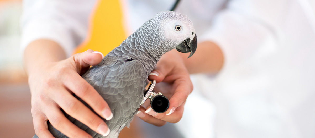 Grauer Papagei wird von einem Tierarzt mit einem Stethoskop untersucht, Gesundheitscheck des Vogels in der Tierklinik