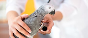Grauer Papagei wird von einem Tierarzt mit einem Stethoskop untersucht, Gesundheitscheck des Vogels in der Tierklinik