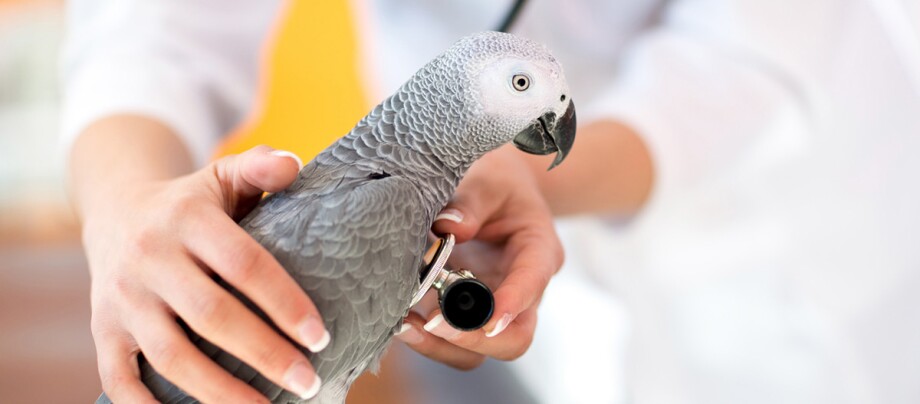 Ein Papagei ist beim Tierarzt Grauer Papagei wird von einem Tierarzt mit einem Stethoskop untersucht, Gesundheitscheck des Vogels in der Tierklinik