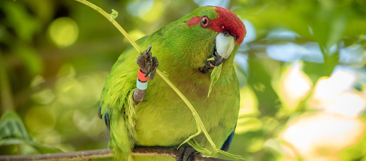 Ein Papagei sitzt auf einem Ast Nahaufnahme eines grünen Papageis mit roter Stirn, der an einem Blatt knabbert und auf einem Ast sitzt, umgeben von grünem Laub.