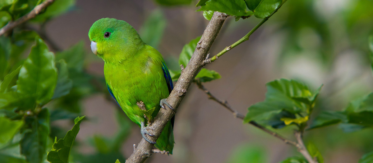Ein kleiner Papagei sitzt auf einem Ast Grüner Papagei auf einem Ast mit grünen Blättern im Hintergrund, Nahaufnahme eines exotischen Vogels in der Natur