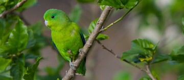 Grüner Papagei auf einem Ast mit grünen Blättern im Hintergrund, Nahaufnahme eines exotischen Vogels in der Natur