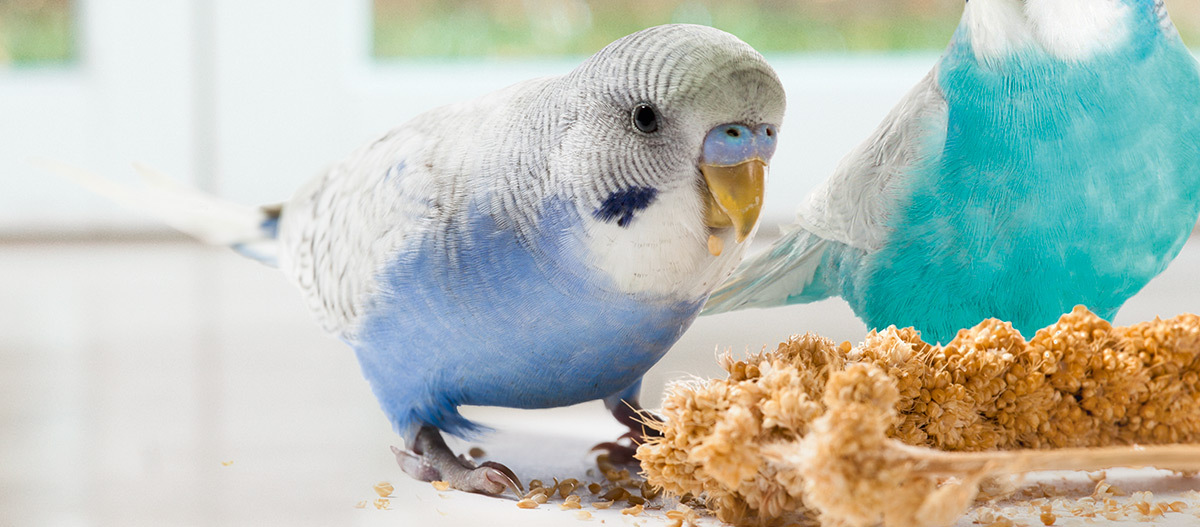 Zwei Wellensittiche picken an einer Futterstange.