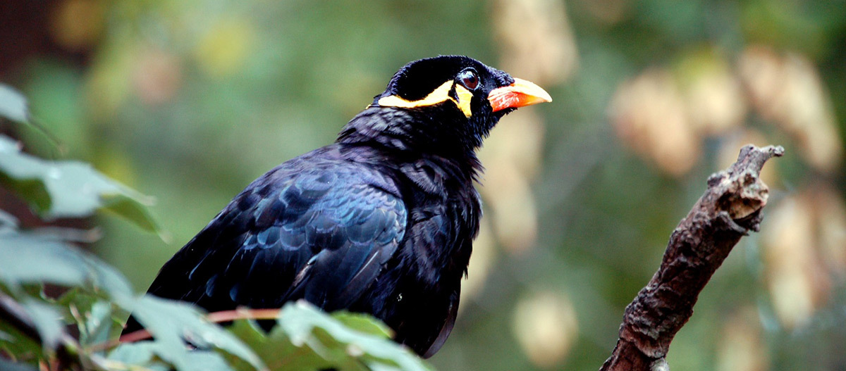Ein Beo-Vogel sitzt auf einem Baum Nahaufnahme eines schwarzen Vogels mit orangefarbenem Schnabel und gelben Augenmarkierungen auf einem Ast in einem Wald.