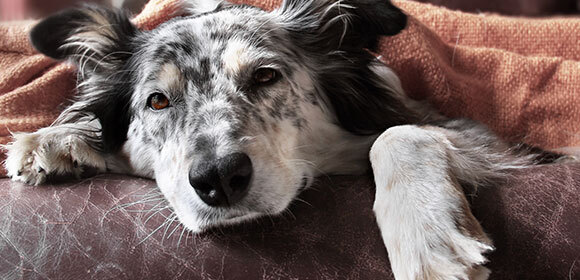 Hund Durchfall Entspannter Hund mit gesprenkeltem Fell liegt auf braunem Ledersofa und schaut ruhig in die Kamera