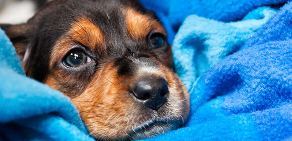 Hund_Augenpflege_580x280 Kleiner Welpe mit braun-schwarzem Fell, eingewickelt in eine blaue Decke, der liebevoll und gemütlich aussieht